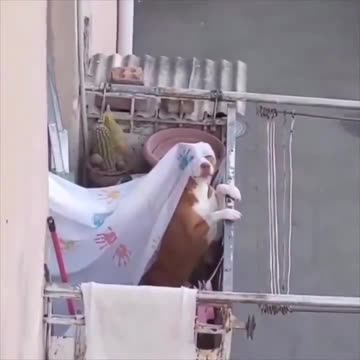 Julia looking for Romeo.. 😅