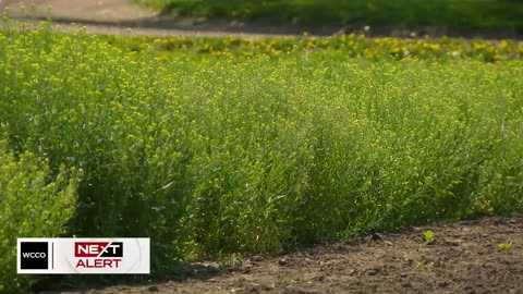 Could this ancient crop fuel airplanes? U of M researchers think so