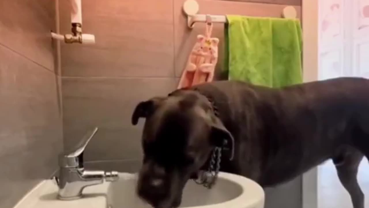 Good boy.. 👌