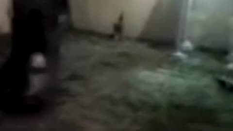 Duende SIGHTING Out of Mexico!