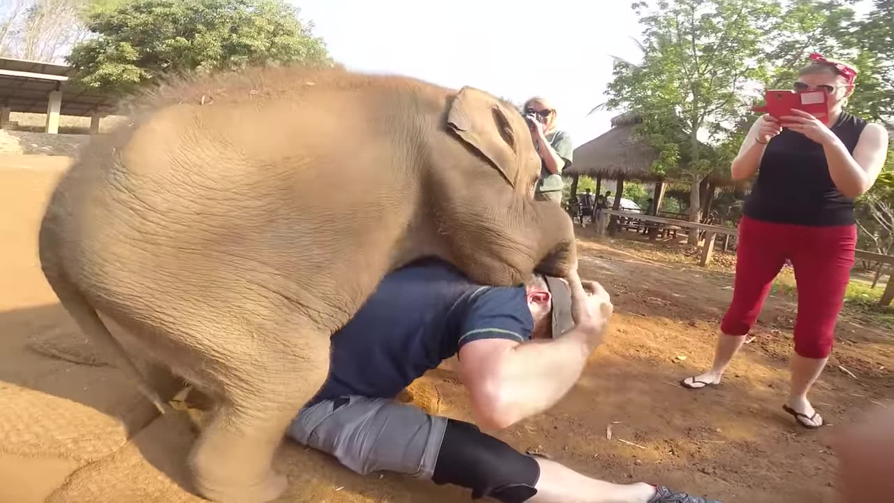 TRY NOT TO LAUGH | Funny Weekend At The Zoo - LAUGH TRIGGER