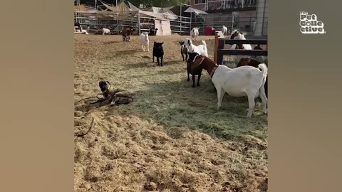 Funny Animals Videos