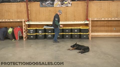 Funny play dead by German Shepherd