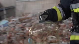 🦜 Rescuers in Ternopil found a parrot among the wreckage of one of the 9-story buildings