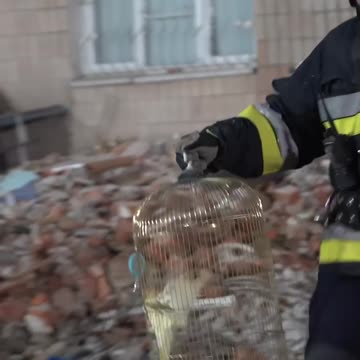 🦜 Rescuers in Ternopil found a parrot among the wreckage of one of the 9-story buildings