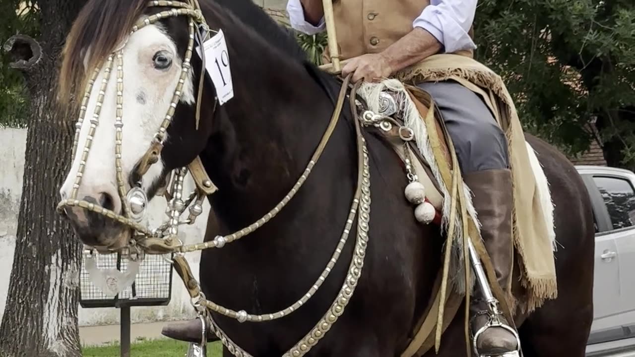 Pinto Argentine Criollo Horse in Argentina