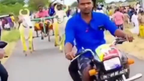 Funny cow