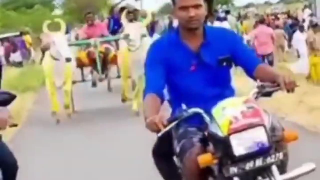 Funny cow
