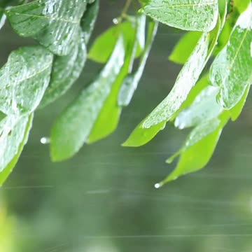 Relaxing rain sound #rain #relaxing #stressrelief #anxiety