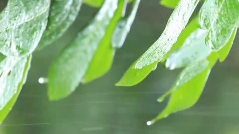 Relaxing rain sound #rain #relaxing #stressrelief #anxiety