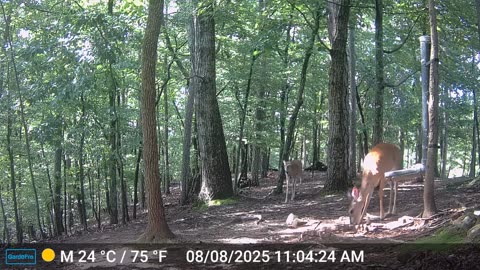 The Woods – 08/09/2025