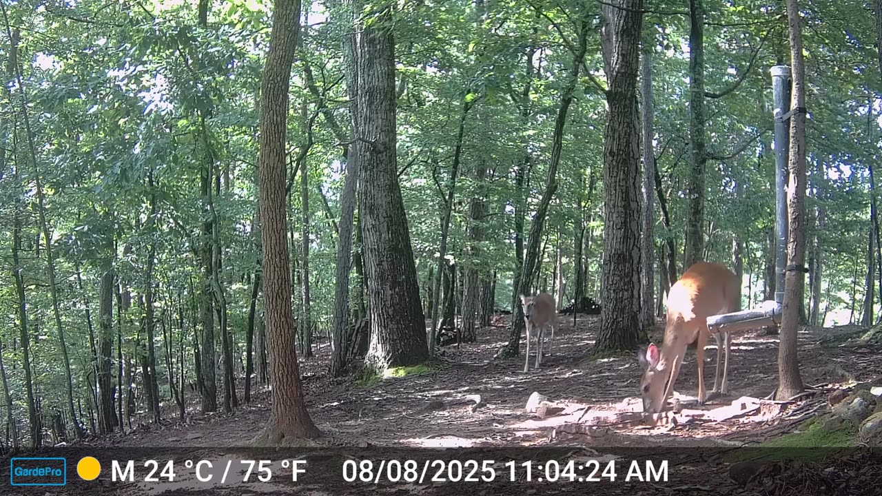 The Woods – 08/09/2025