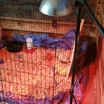 Baby Lemongrab curling up with his stuffed animal that he deems... acceptable. | #SparklegleamFarm