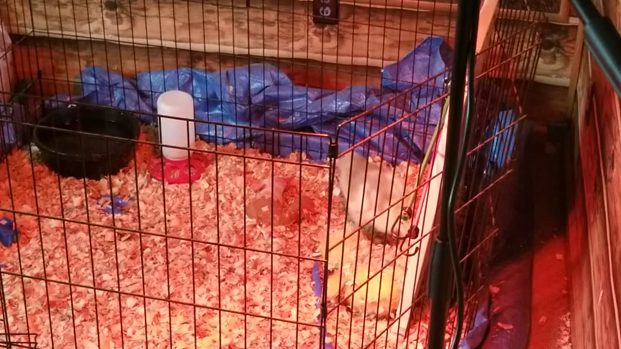 Baby Lemongrab curling up with his stuffed animal that he deems... acceptable. | #SparklegleamFarm