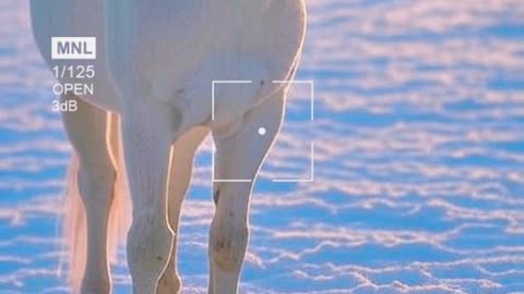 The #1 Reason Your Horse Rescue Efforts in Snow AREN'T Working