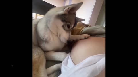 Quick Smile: Dog stares in shock as baby moves inside his owner’s belly…