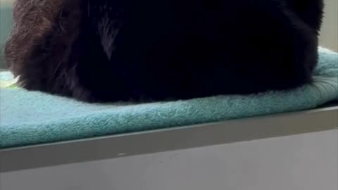 Cute Precious Piper Suns Herself in Her Spa - Adopting a Cat from a Shelter Vlog #shorts