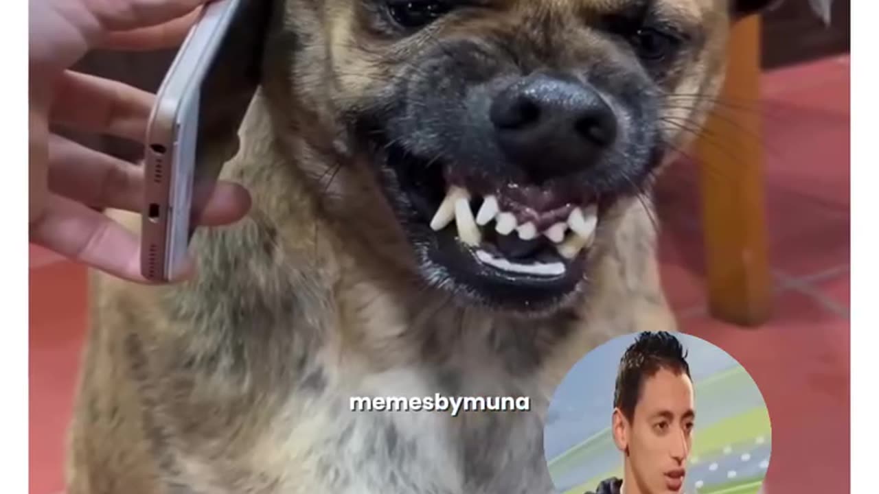 Funny video 🤣 dogs 🐕 🤣 😄 😆