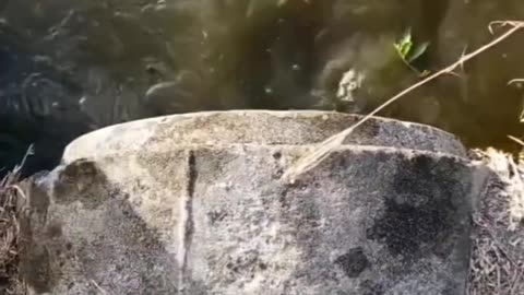 Reels