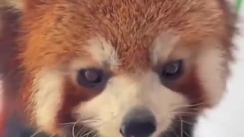 A Little Red Panda Munching on Some Corn