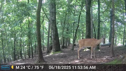 The Woods – 06/19/2025