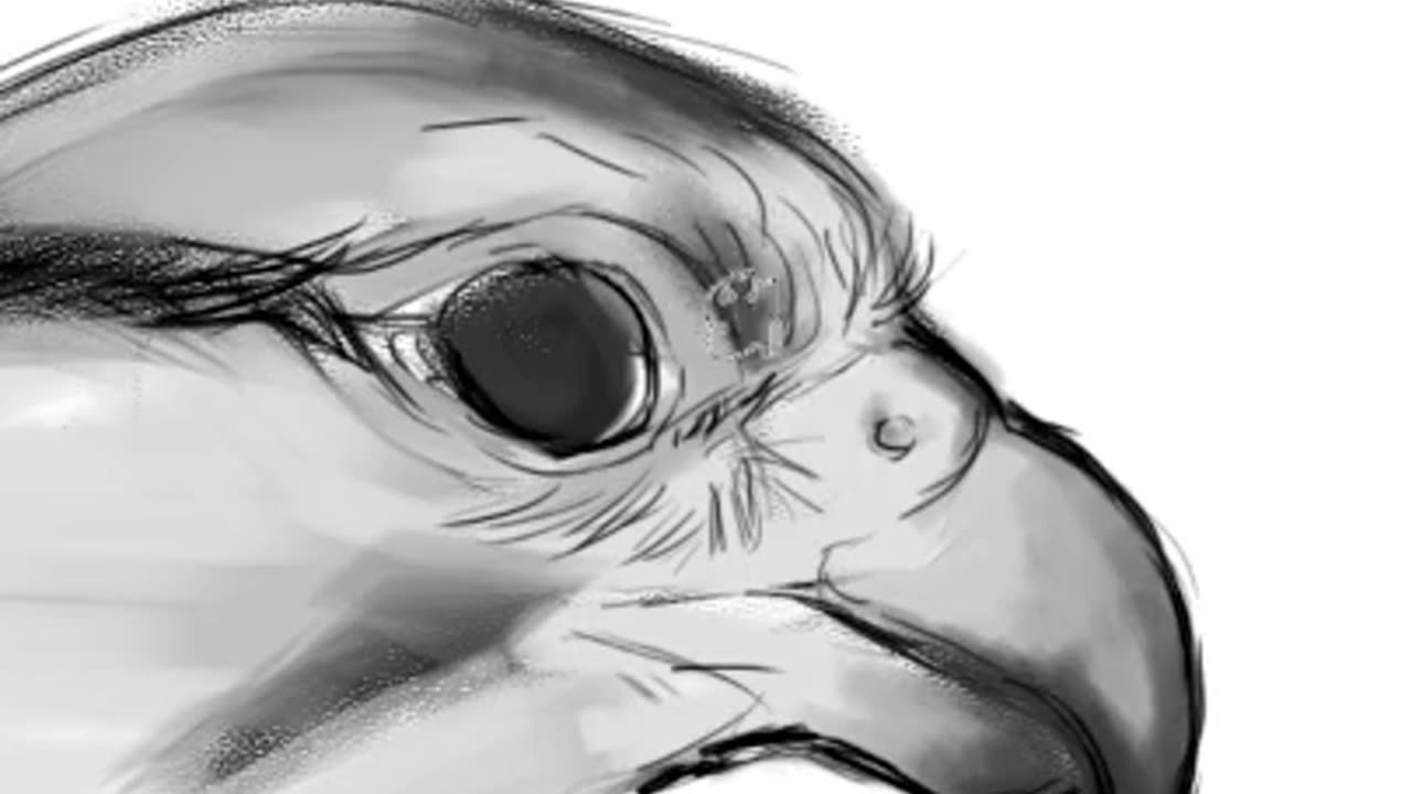 Digital Art - Falcon