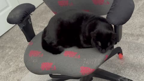 Cute Precious Piper is a Shiny Croissant - Adopting a Cat from a Shelter Vlog