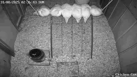 Millar Time Chicken Cam