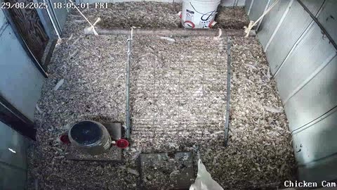 Millar Time Chicken Cam