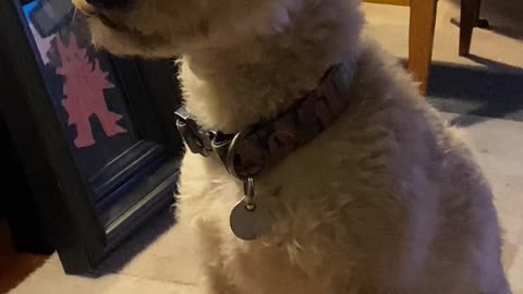 🤣🤯 Watch This Dog Guilt Trip in Action! | FunFM
