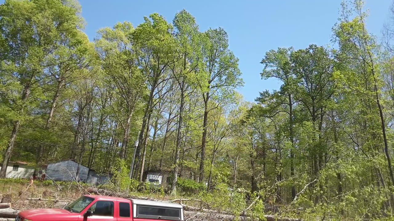 Giant Big Boy Tree Finally Down – Thanks Chris!