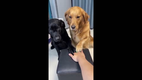 Fun Pets