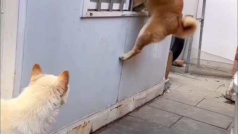 #funny #funnyanimalvideos #cuteanimals #cute #dogs