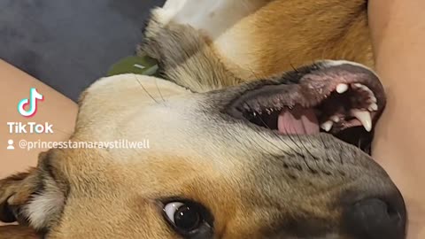 Archie I can't make it on the outside