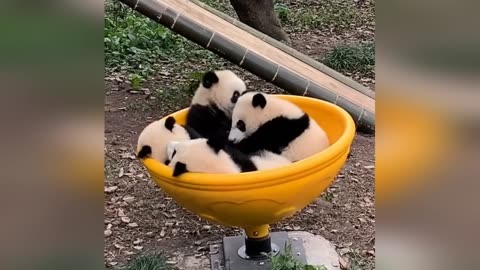 Non-Stop Laughs! 🤣 Funniest Animal Moments Ever – Part 2