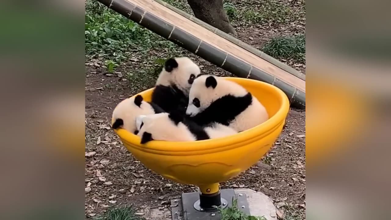 Non-Stop Laughs! 🤣 Funniest Animal Moments Ever – Part 2