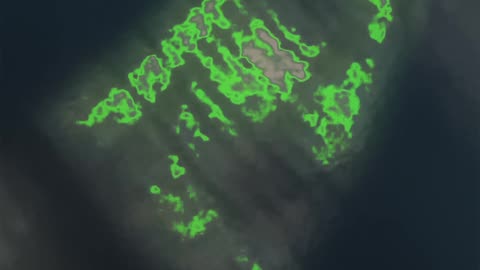 WAV - Black Water Odd Pluckz