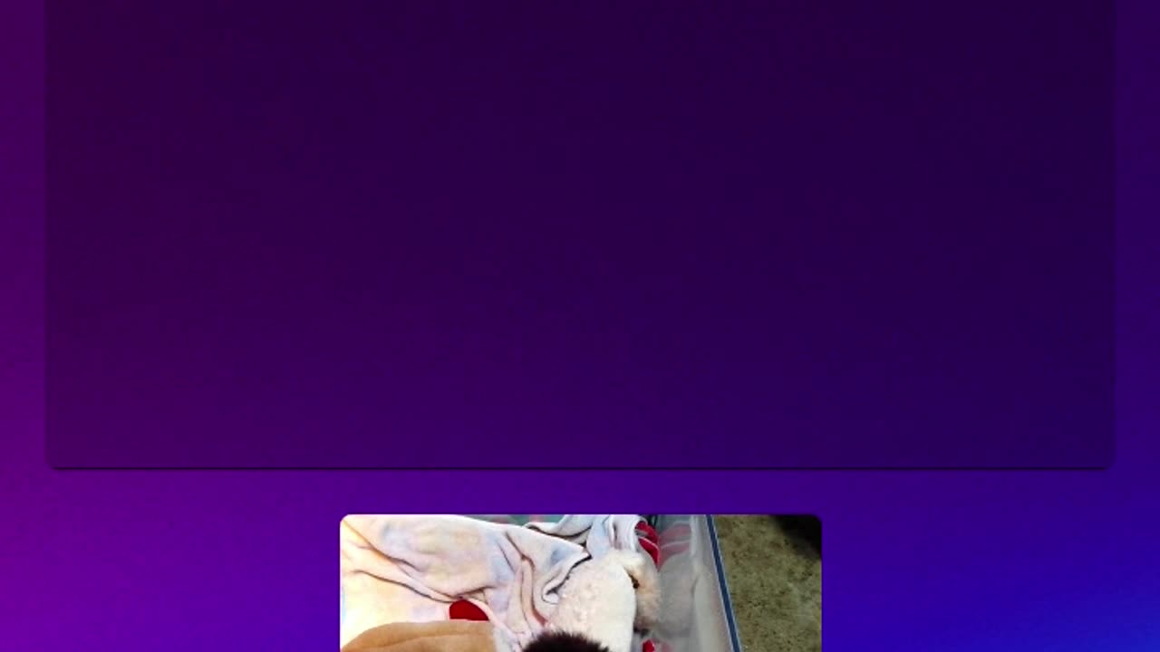 kitten Ninja is live