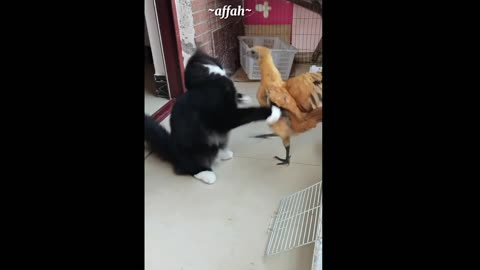 the cat is fighting with the duck