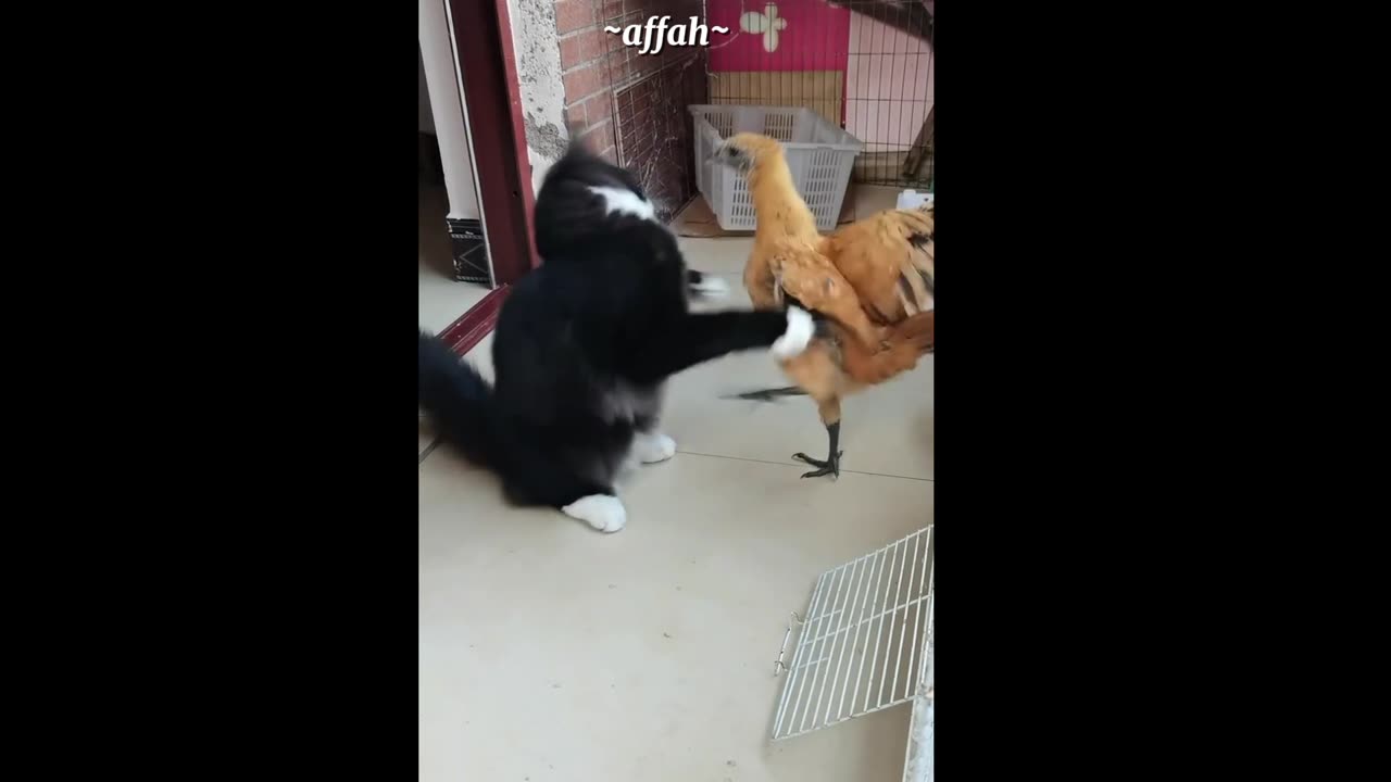 the cat is fighting with the duck