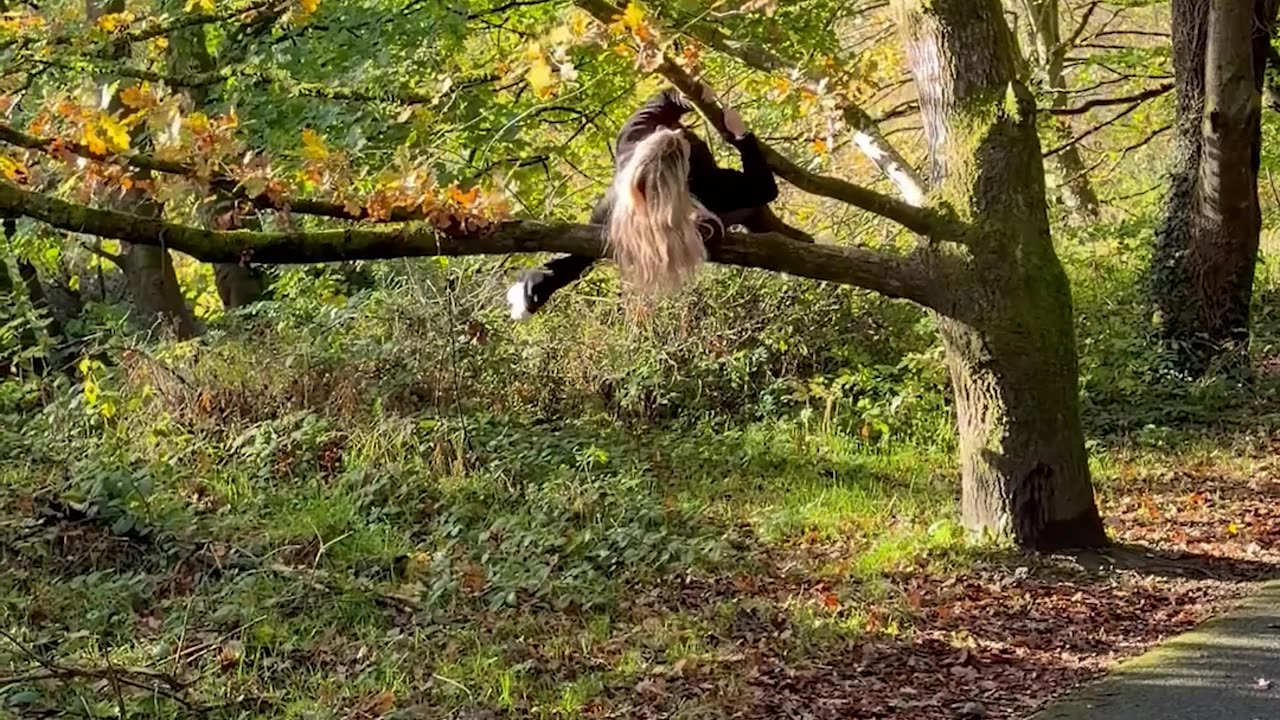 Tree Says No To Climbing Woman