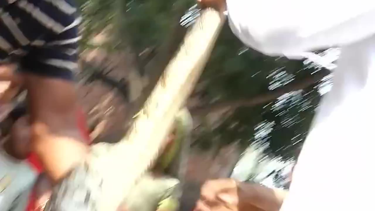 Cobra snake 🐍 very dangerous