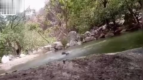 Stupid pajeets