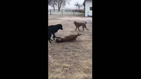 🐕 LOL Funny Dog Videos – Epic Animal Fails