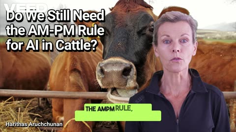 Do We Still Need the AM-PM Rule for AI in Dairy Cattle?