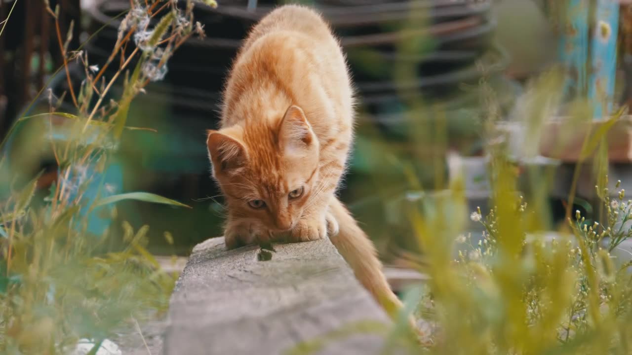 Stray cat looking for food