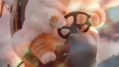 Cat is very funny
