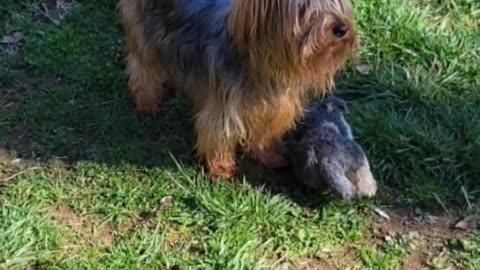 Darwin was right! Sock Evolves into Life Form, Batman takes credit! #yorkie #batman