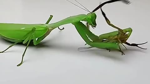 insects video