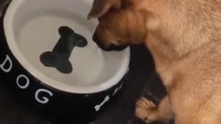 😂🐶 This Dog's Determination is Hilarious! | FunFM